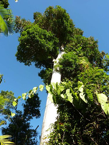 Syzygium alliiligneum